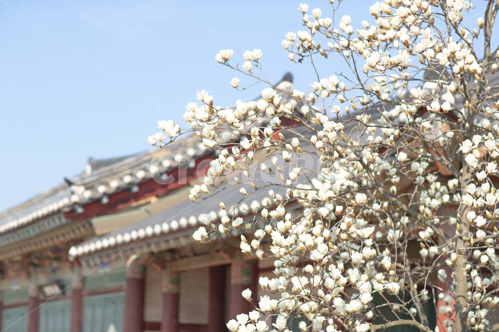 목련꽃,목련,봄,plant,식물,magnolia,한옥,전통가옥,고택