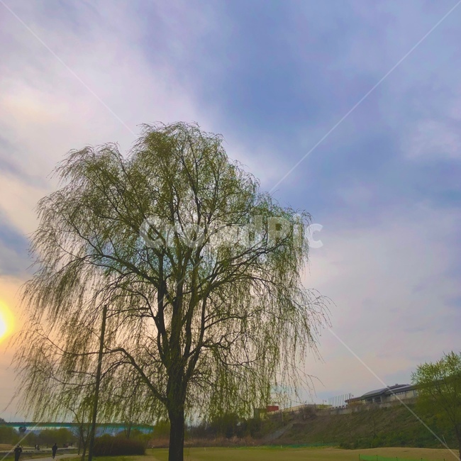 느티나무,나무,tree,식물,plant