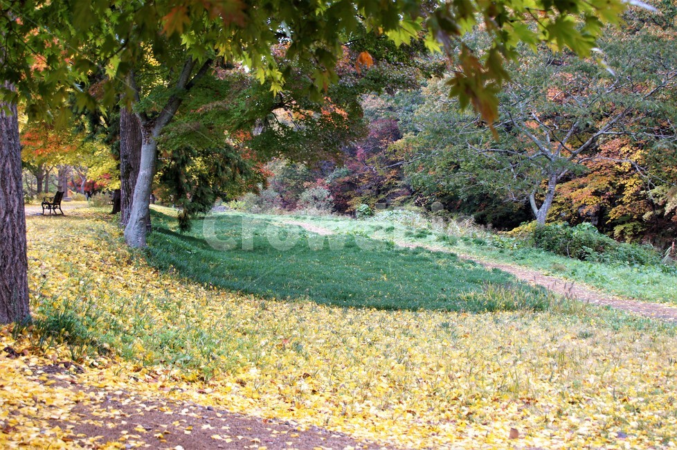 가을,단풍,낙엽,자연,나무,풍경,계절,식물,숲속,fall,trees,nature,autumn,season,단풍잎,단풍나무,자연풍경,감성,가을,계절,fall,autumn,season,자연,풍경,nature,landscape,tree,plant,tree trunk,나무 줄기