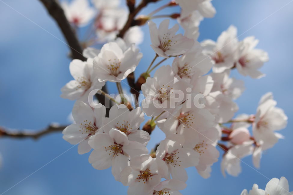 벚꽃,꽃,봄,계절,식물,자연,브라운,분홍색,하얀색,색깔,cherryblossom,pink,brown,white,flower,spring,season,color,plant,nature,봄,계절,spring,season,식물,자연,plants,nature,꽃,flower,blossom