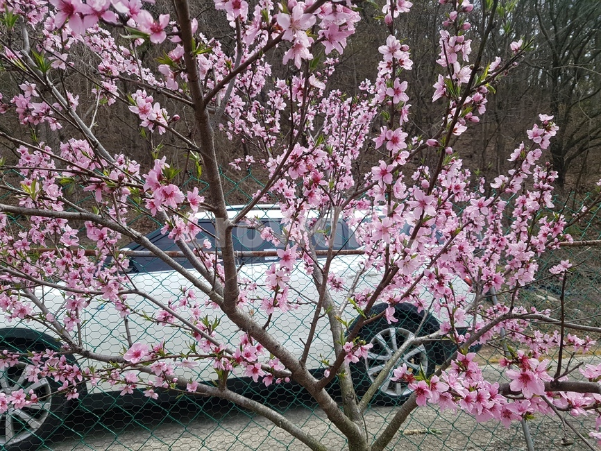 plant,식물,blossom,flower,꽃,복사꽃,도화