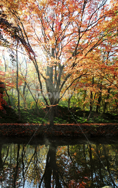 단풍,가을,물가,나무,tree,plant,식물,자연,산속,빛,역광,가을,계절,fall,autumn,season