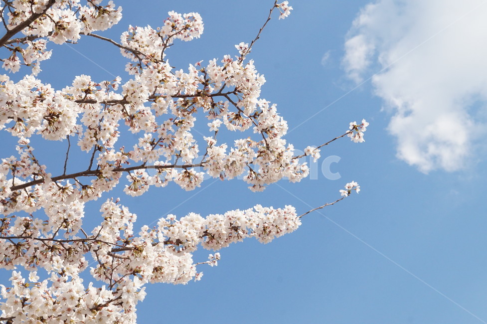 벚꽃,봄,cheeryblossom,계절,spring,plant,식물,flower,꽃,야외,나무,season,핑크,분홍,하늘,봄,계절,spring,season