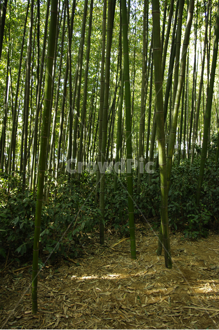 대나무,숲,빛,나무,초록,자연,풍경,nature,landscape,plant,식물