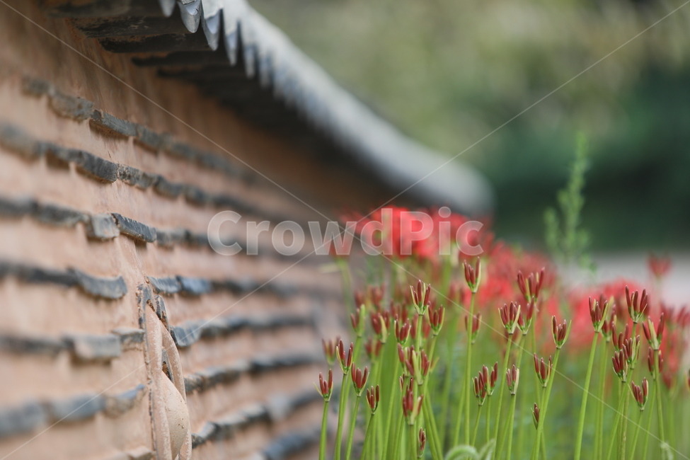 꽃무릇,꽃,식물,자연,석산,식물,자연,plants,nature,꽃,flower