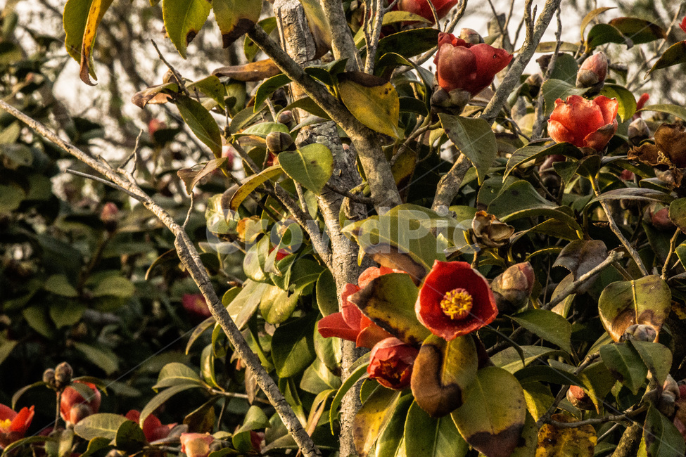 꽃,봄,동백꽃,노을,spring,봄,계절,spring,season,식물,자연,plants,nature,꽃,flower,plant