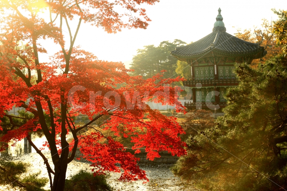 가을,단풍,경복궁,향원정,문화유산,문화재,서울,Seoul,Fall,Autumn,AutumnColors,가을,계절,fall,autumn,season,한국전통,한국문화,korean traditional,korean culture,랜드마크,landmark,tourist attraction,한국랜드마크,한국관광지,한국명소,korea landmark,korea tourist attraction,식물,자연,plants,nature,나무,trees,wood,휴식,힐링,rest,relaxation,healing,tree,plant