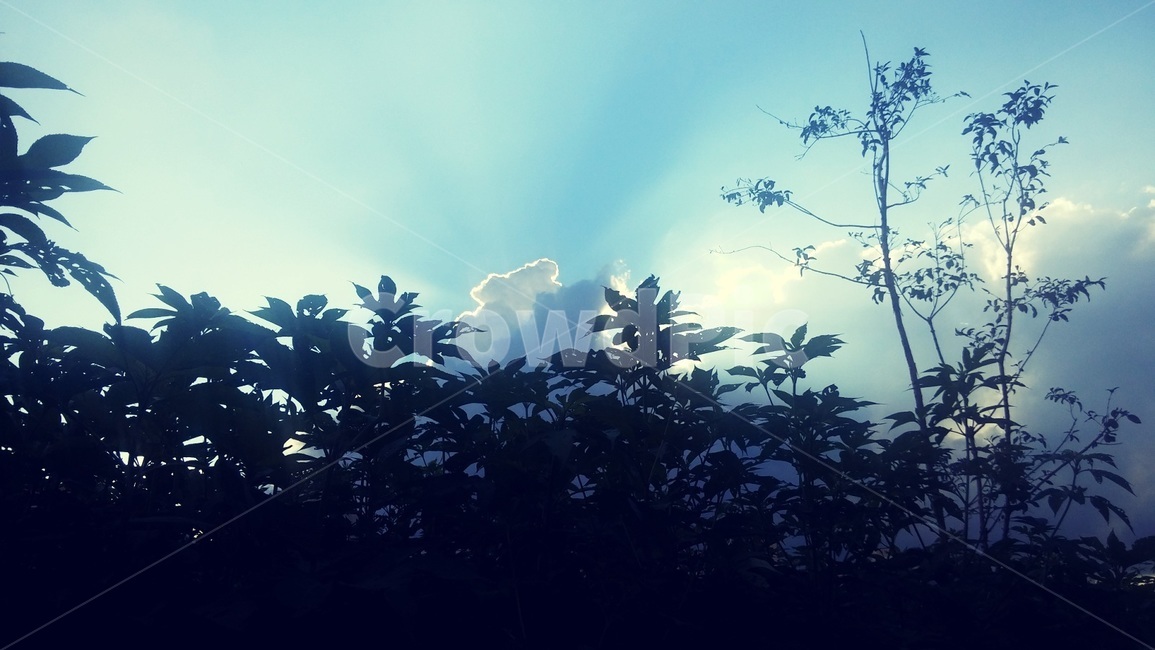 빛,구름,나무,풍경,자연,비온후하늘,식물,light,cloud,tree,scenry,nature,plants,자연,풍경,nature,landscape,leaf,잎,plant