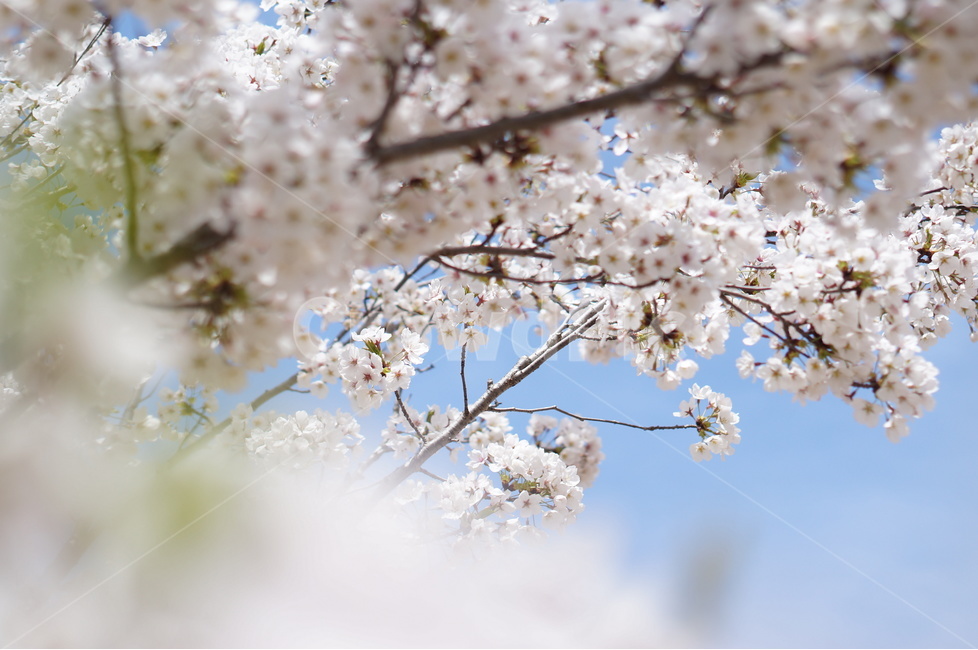 벗꽃,흰구름,4월,파랑하늘,하늘하늘,맑음,봄,계절,spring,season,식물,자연,plants,nature,꽃,flower,plant,blossom