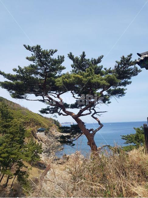 소나무,소나무과,섬잣나무,잣나무,소나무속,곰솔,나무,침엽수,절벽나무,oversea,자연,풍경,nature,landscape,tree,plant,식물