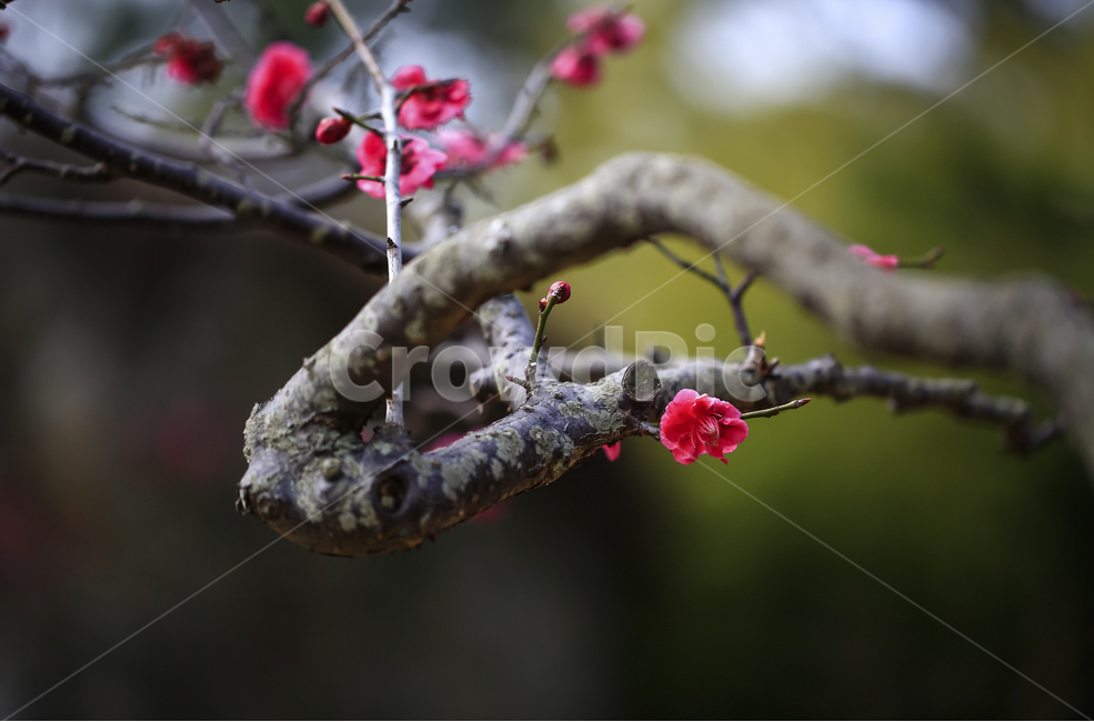 꽃,홍매,봄,자연,봄빛,한국,감성,봄,계절,spring,season,식물,자연,plants,nature,꽃,flower,plant