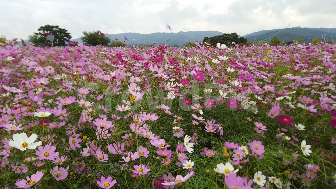 코스모스,cosmos,flower,가을분위기,가을배경,가을,계절,fall,autumn,season,식물,자연,plants,nature,꽃,flower,plant