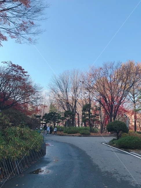 가을,단풍나무,단풍,낙엽,초겨울
