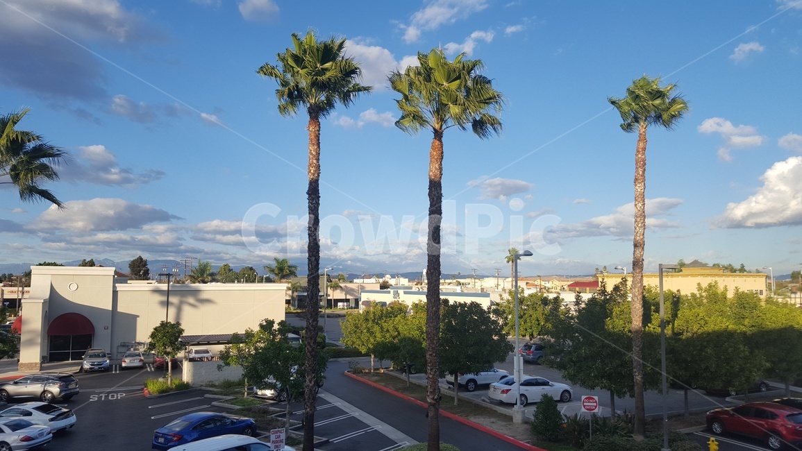 california,캘리포니아,야자수,캘리포니아노을,노을,미서부