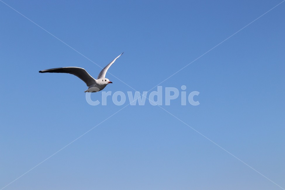bird,새,동물,flying,갈매기,동물,animal,조류,새,birds