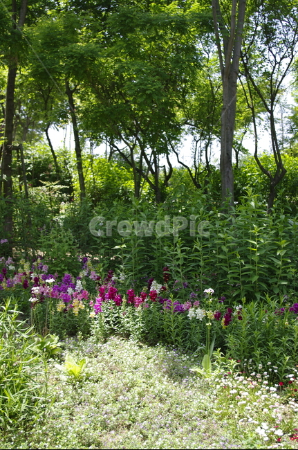초록,나무,잎,꽃,flower,식물,plant,계절,봄,spring,자연,풍경,nature,landscape