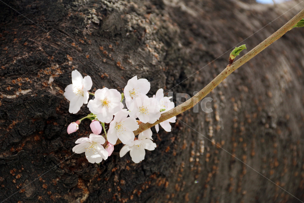 사쿠라,cherryblossom,봄,꽃,봄꽃,벚꽃