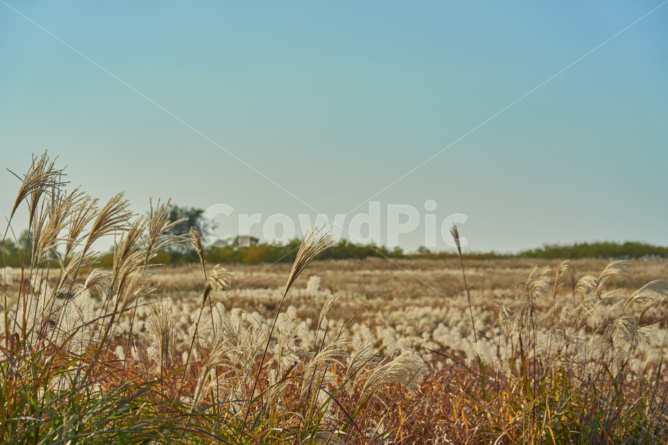 하늘공원,억새,노을,저녁,하늘,가을,계절,fall,autumn,season,plant,식물,food,음식,vegetable,야채,grain,곡물