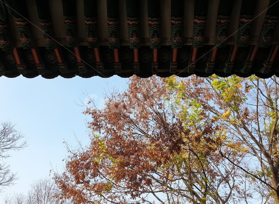 계절,봄,가을,겨울,여름,노랑,풀,숲,돌담,돌,담,길,전통,한옥,한국,우리나라,풍경,나무,처마