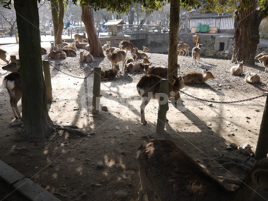 사슴공원,사슴,사슴무리,deer,초식동물,동물,animal,포유류,mammal