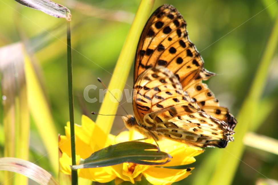 암끝검은표범나비,나비,곤충,동물,argyreushyperbius,동물,animal,곤충,벌레,insect,bug