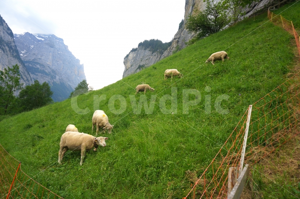 유럽,스위스,풍경,europe,swiss,여행,산,마을,푸른,landscape,동물,양,양떼,라우터브루넨,자연,풍경,nature,landscape,해외,외국,세계,foreign,oversea,world,세계자연풍경,해외자연풍경,외국자연풍경,world nature landscape,동물,animal,포유류,mammal,산업,industry,industrial,목축업,목장,livestock farming,ranching,pasture,field,들,outdoors,옥외,grassland,목초지,sheep,grazing,방목,ranch,농장,farm,rural,농촌,meadow