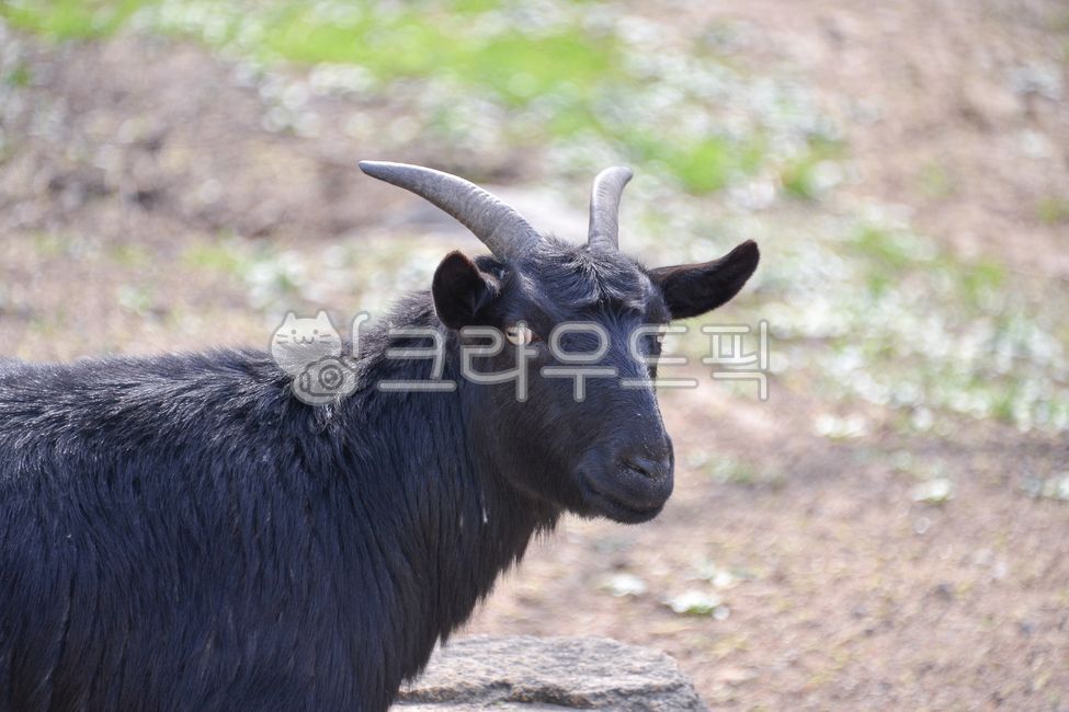 livestock, 가축, animal, 동물, goat, 사진,이미지,일러스트,캘리그라피 - fm규니작가