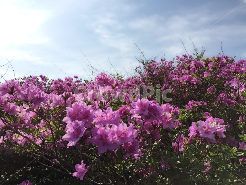 철쭉,일림산,하늘,봄꽃,5월