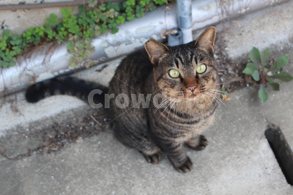 놀란고양이,고양이,거리,길고양이,코숏,pet,애완동물,동물,animal,포유류,mammal,고양이,cat,kitten,kitty