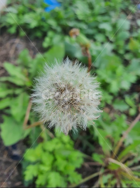민들레,식물,민들레씨,자연,씨앗,식물,자연,plants,nature