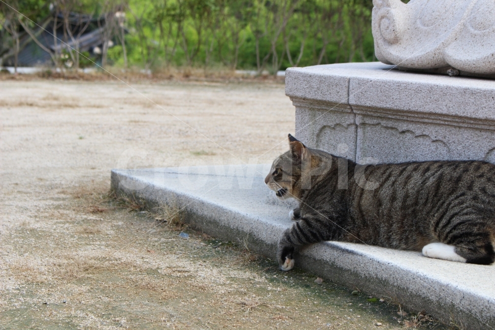 고양이,냐옹,쉼,평화,그늘,야외,정원,공원,동물,animal,고양이,cat,kitten,kitty,포유류,mammal