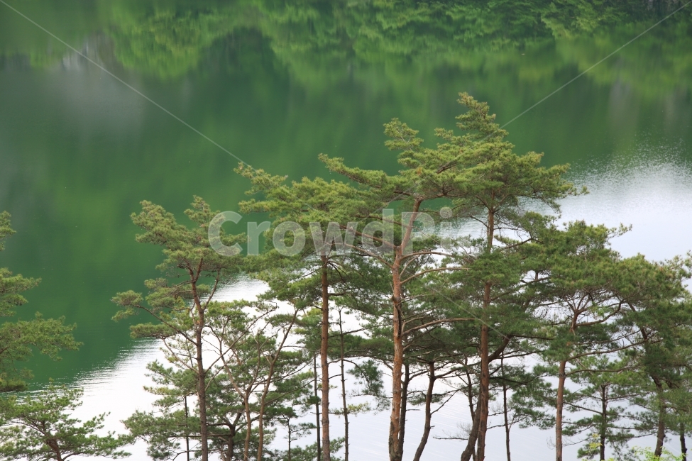 배경화면,소나무,저수지,초록색,반영,자연,풍경,식물,자연,plants,nature,나무,trees,wood