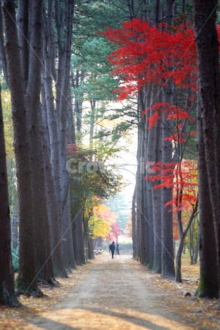 남이섬,가을길,가을,풍경,길,가을,계절,fall,autumn,season,자연,풍경,nature,landscape,사람,인물,인간,human,person,tree,나무,plant,식물,tree trunk,나무 줄기