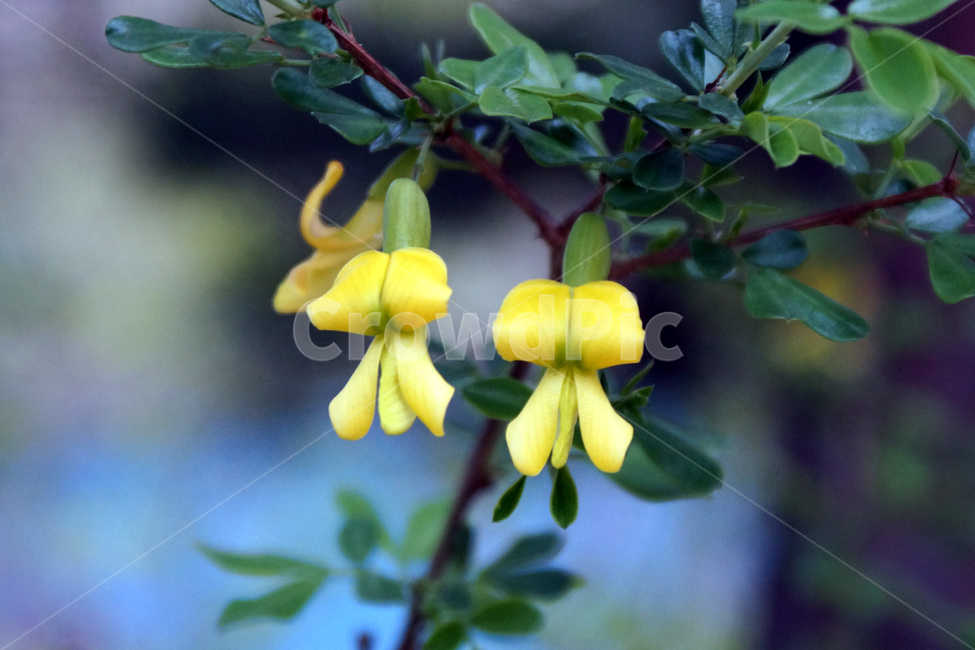 꽃,나무,식물,자연,식물원,공원,flowers,trees,plants,nature,botanicalgardens,parks