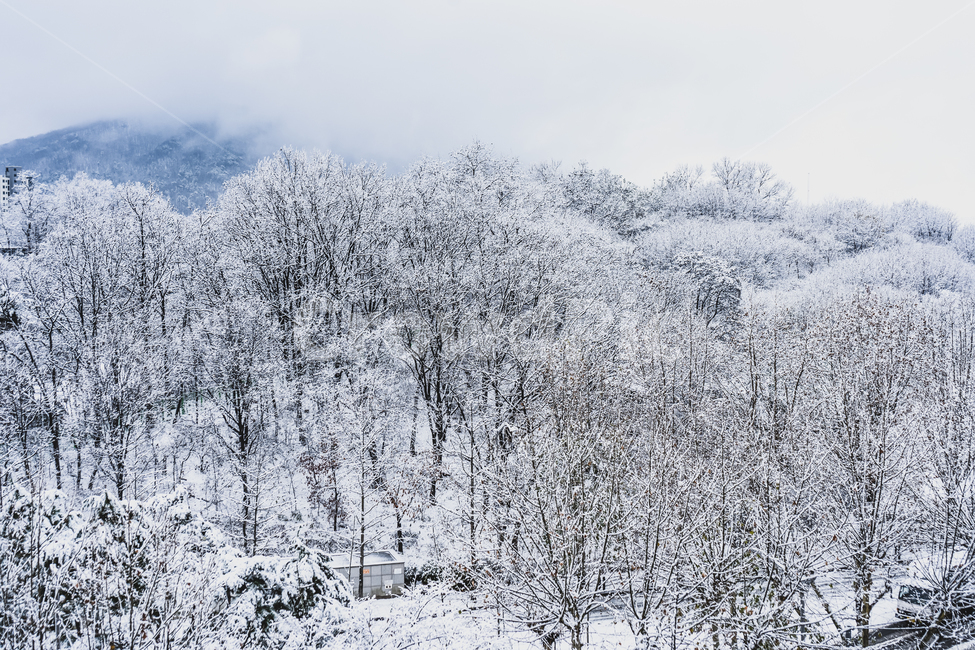 겨울,폭설,흰색,설원,자연,공원,야외,겨울,계절,winter,season,자연,풍경,nature,landscape,outdoors,옥외,plant,식물,tree,나무,fir,전나무