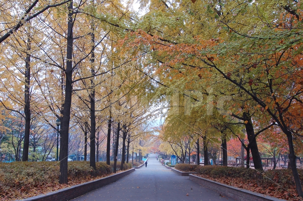 가을,단풍,낙엽,길,가로수,나무,산책,산책로,풍경,가을풍경,공원,단풍길,숲,자연,나뭇가지,나뭇잎,식물,세로,풍경사진,자연,풍경,nature,landscape,가을,계절,fall,autumn,season,tree,plant,asphalt,아스팔트,tree trunk,나무 줄기,road,도로