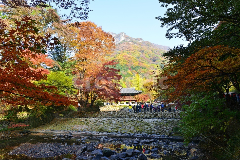 leaf,잎,plant,식물,tree,나무,maple,단풍,단풍잎,장성,백양사,백양사가을,가을,추색,만추,계절