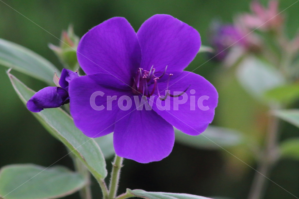 터보치나,산석류과,꽃,식물,tibouchinaurvilleana,식물,자연,plants,nature,꽃,flower