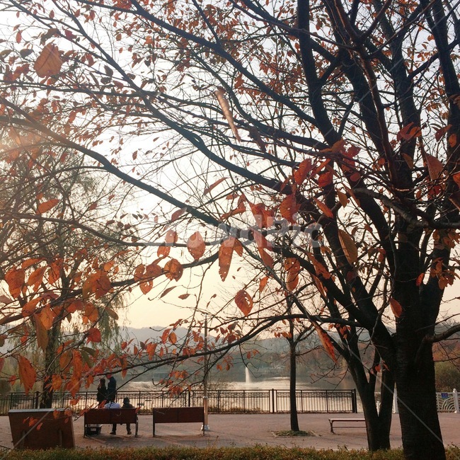 가을,낙엽,가을산책,공원,분수,벤치,가을,계절,fall,autumn,season,tree,나무,plant,식물,tree trunk,나무 줄기