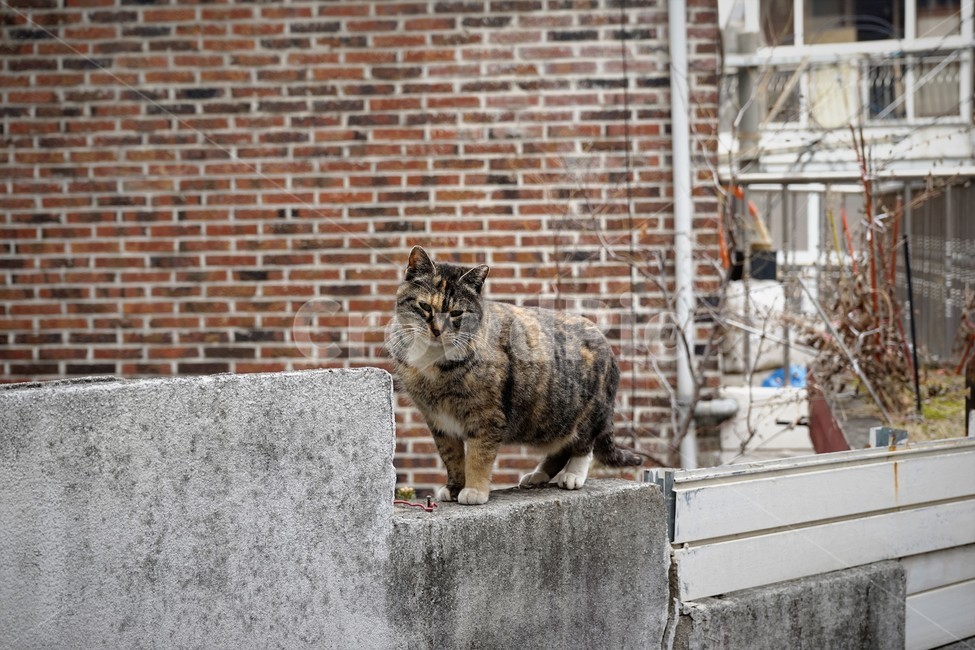 고양이,벽돌,우울,슬퍼보임,얼룩무늬,수염,눈,불쌍함,길냥이,추위,겨울,winter,cat,sorrow,eye,spottedpattern,애처로움,호피무늬,반려묘,담장,벽,동물,animal,포유류,mammal,고양이,cat,kitten,kitty