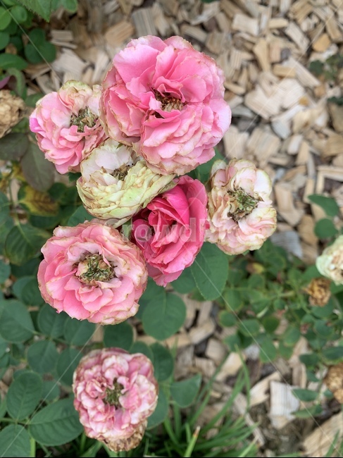 식물,plant,꽃,장미,올망졸망,꽃봉오리