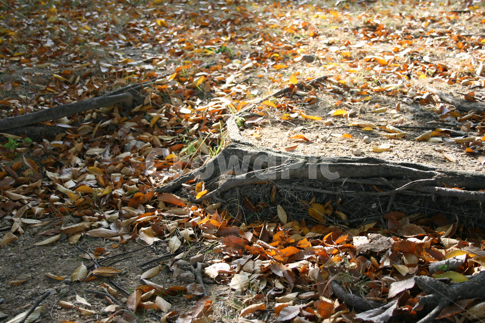 낙엽,가을,가을빛,나뭇잎,나무뿌리,땅,가을,계절,fall,autumn,season,ground,바닥,plant,식물,leaf,잎
