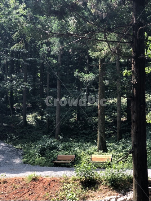 나무,식물,의자,휴식,tree,plant