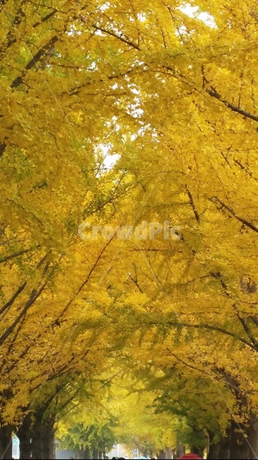 은해잎,ㄱㅏ을,단풍,식물,자연,가을,계절,fall,autumn,season