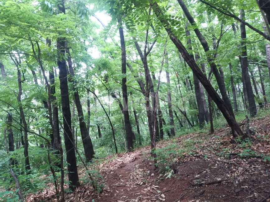 숲,초록색,나무,산림,산림욕