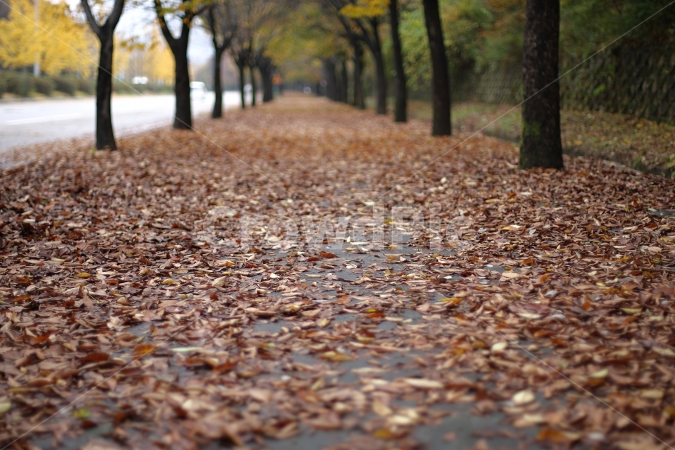낙엽,가을,여행,풍경,fall,trip,가을,계절,fall,autumn,season,tree,나무,plant,식물,leaf,잎,tree trunk,나무 줄기,ground,바닥