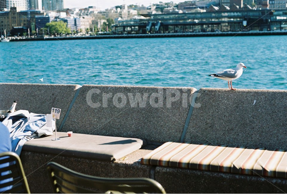 호주,시드니,갈매기,카페,여행,휴식,새,호수,담벼락,물,바다,강,Sydney,Australia,bird,blue,trip,동물,animal,조류,새,birds,감성,sensible,feeling,휴식,힐링,rest,relaxation,healing