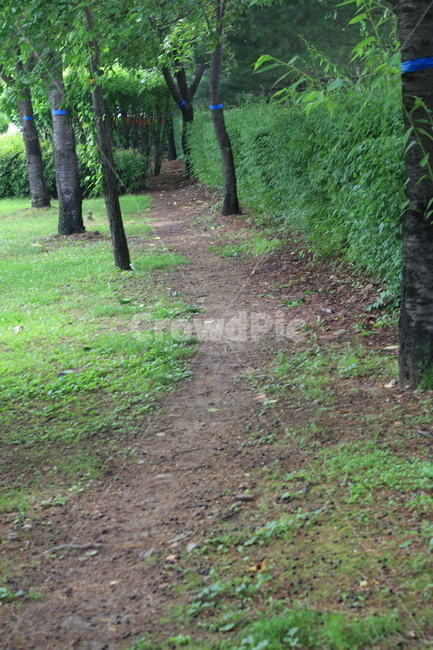 오솔길,나무,숲길,녹색,길,자연,풍경,nature,landscape,ground,바닥,tree,plant,식물