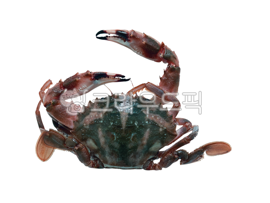 꽃게, 게, png, 배경, 투명배경, 사진,이미지,일러스트,캘리그라피 - 나비처럼작가