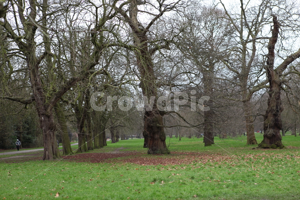 공원,고목,나무,쓸쓸함,낙엽,자연,풍경,nature,landscape,식물,plants,나무,trees,wood,tree trunk,나무 줄기,tree,plant,grass,잔디